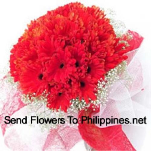 Cute 36 Red Gerberas